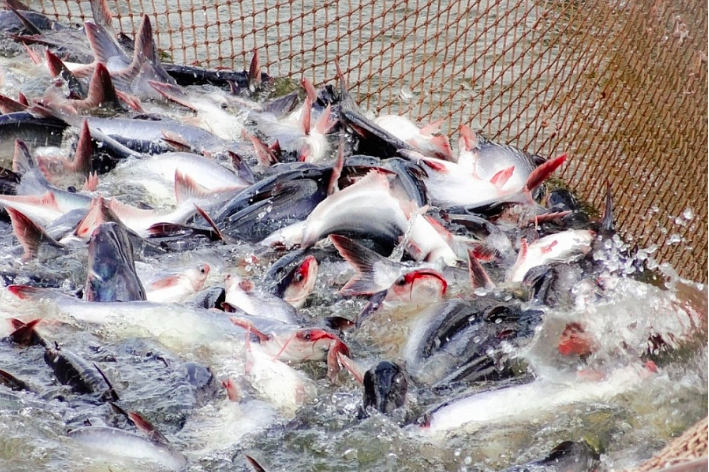 Xuất khẩu cá tra dần phục hồi trở lại